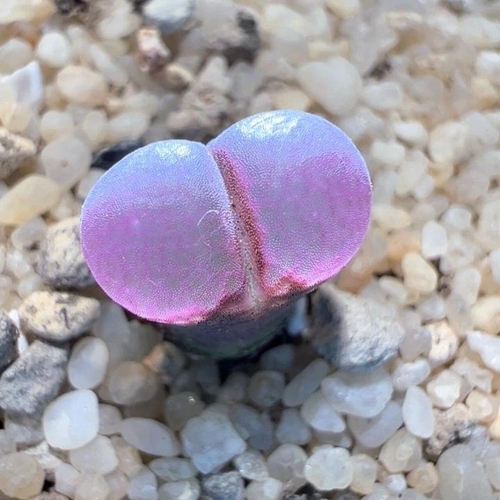 325。 优选流量密码