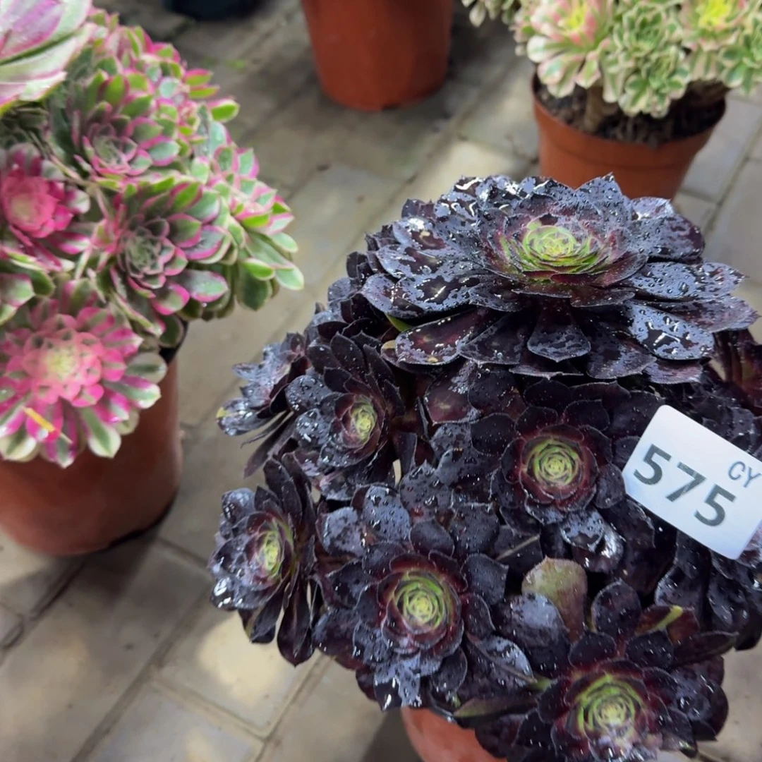 多肉植物575花花公子