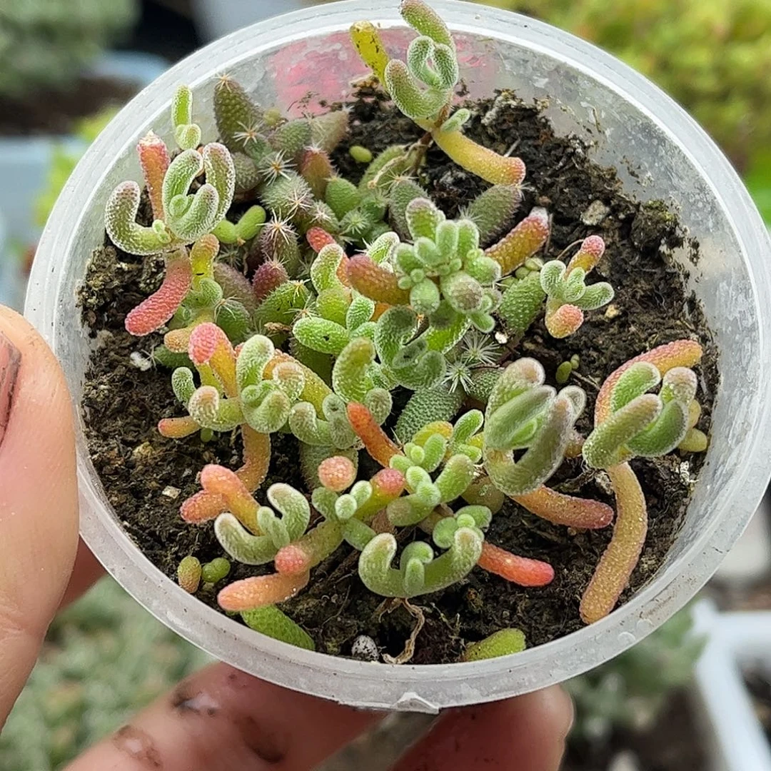 004混播切糕优选枝干