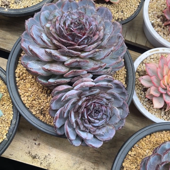 黑橙子 双头 夏鸣园艺