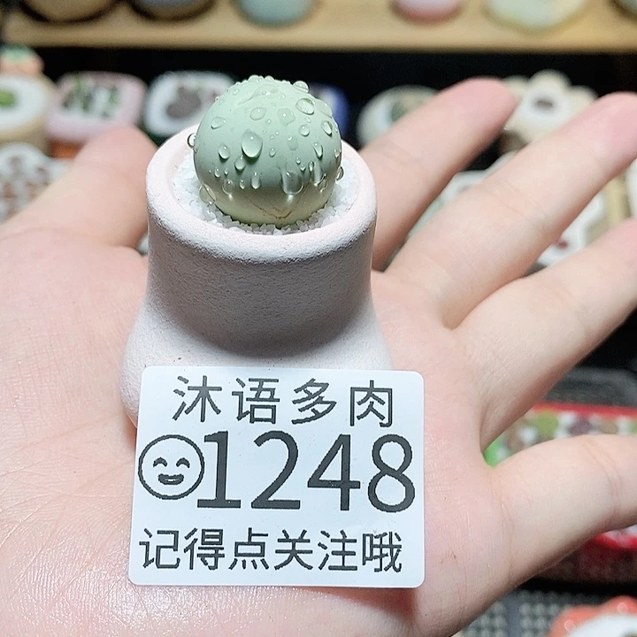 精美盆栽 一物一拍 1248