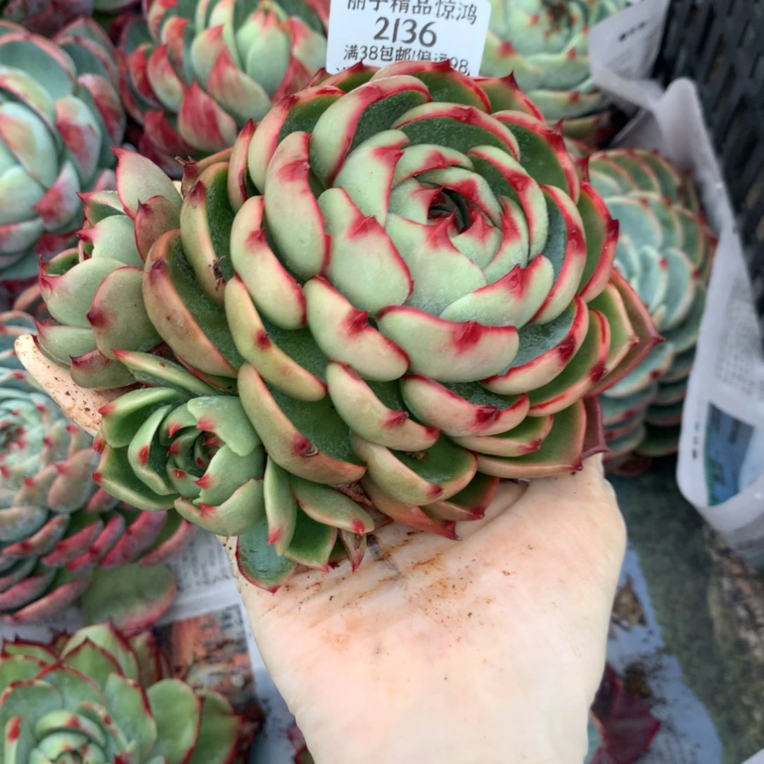 2136号多肉植物惊鸿4头13