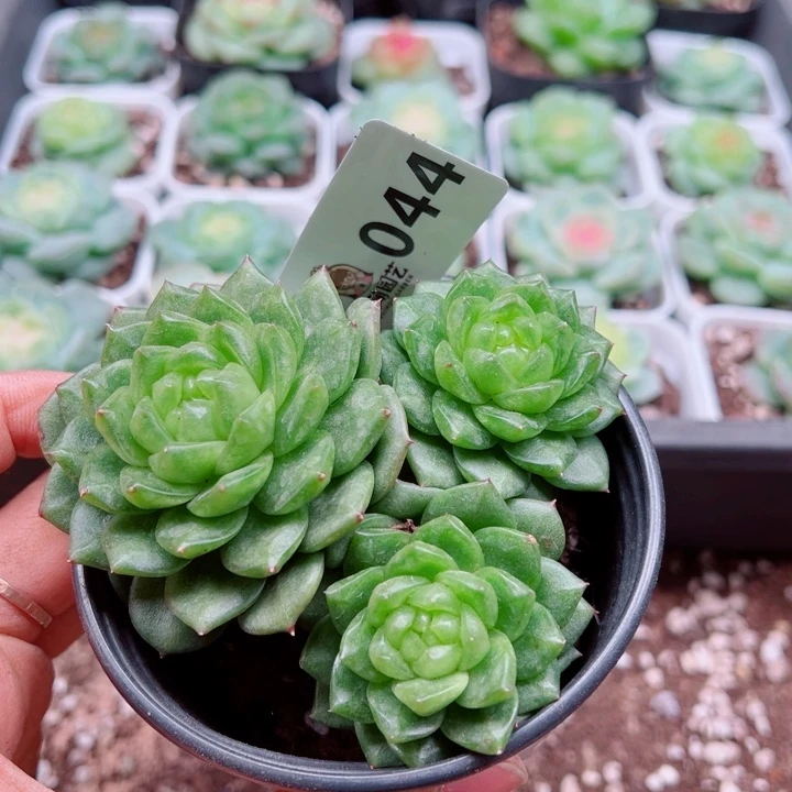 多肉植物多肉植物