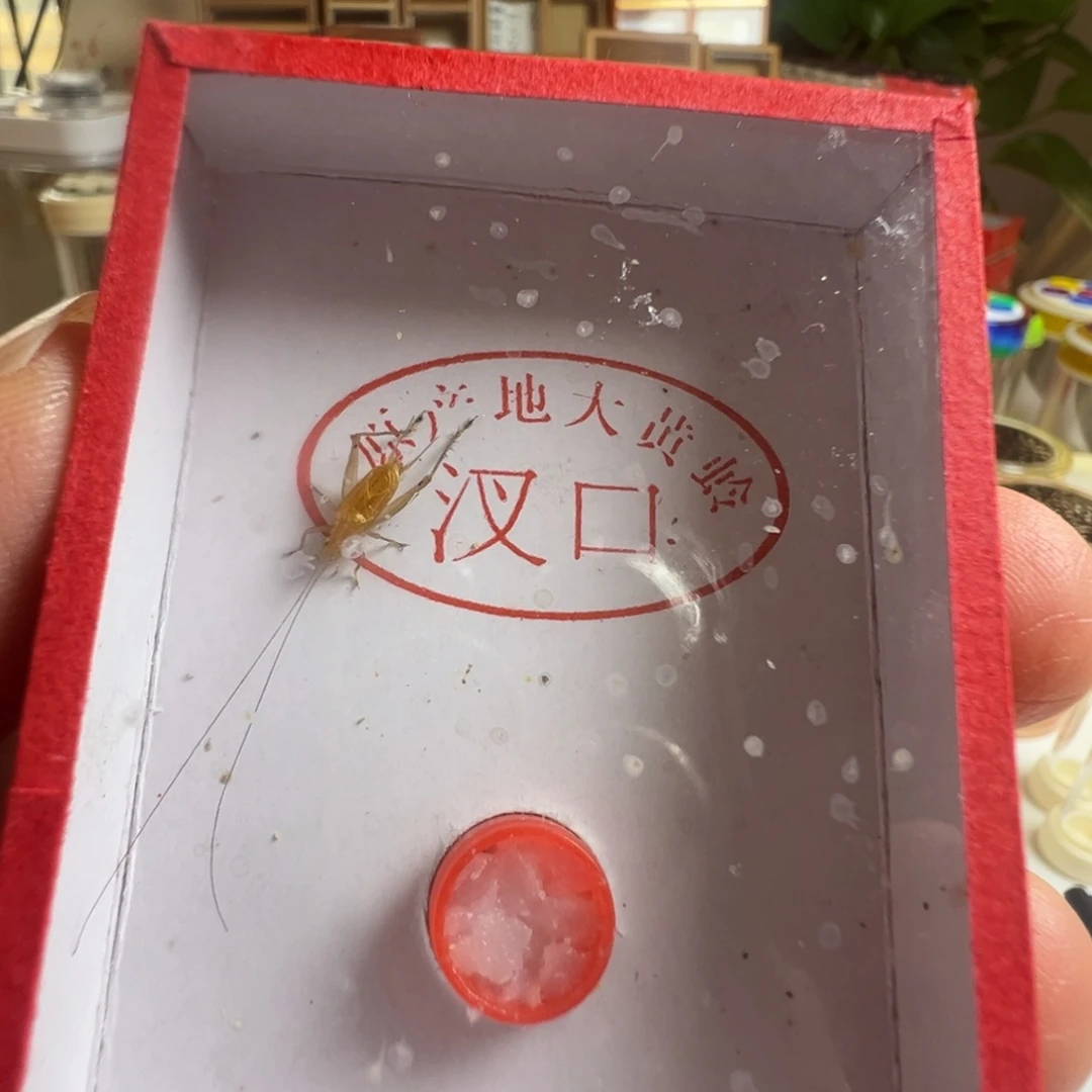 麟***麟蟋蟀一只短须冬黄蛉