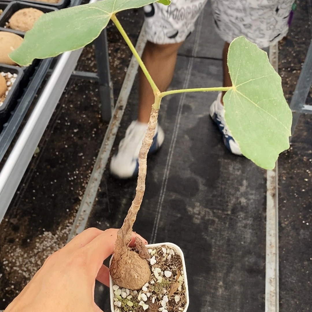 丑***化火桐一物一拍80一物一拍