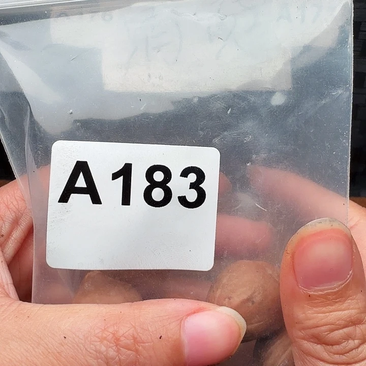 徐***利橄榄核手串/手链橄榄