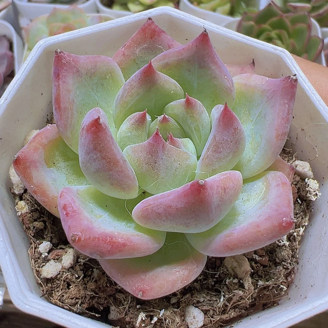 白蜡糖19包邮多肉植物