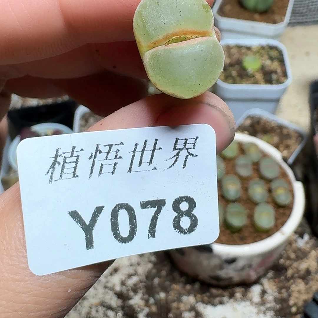 078号多肉植物哇f