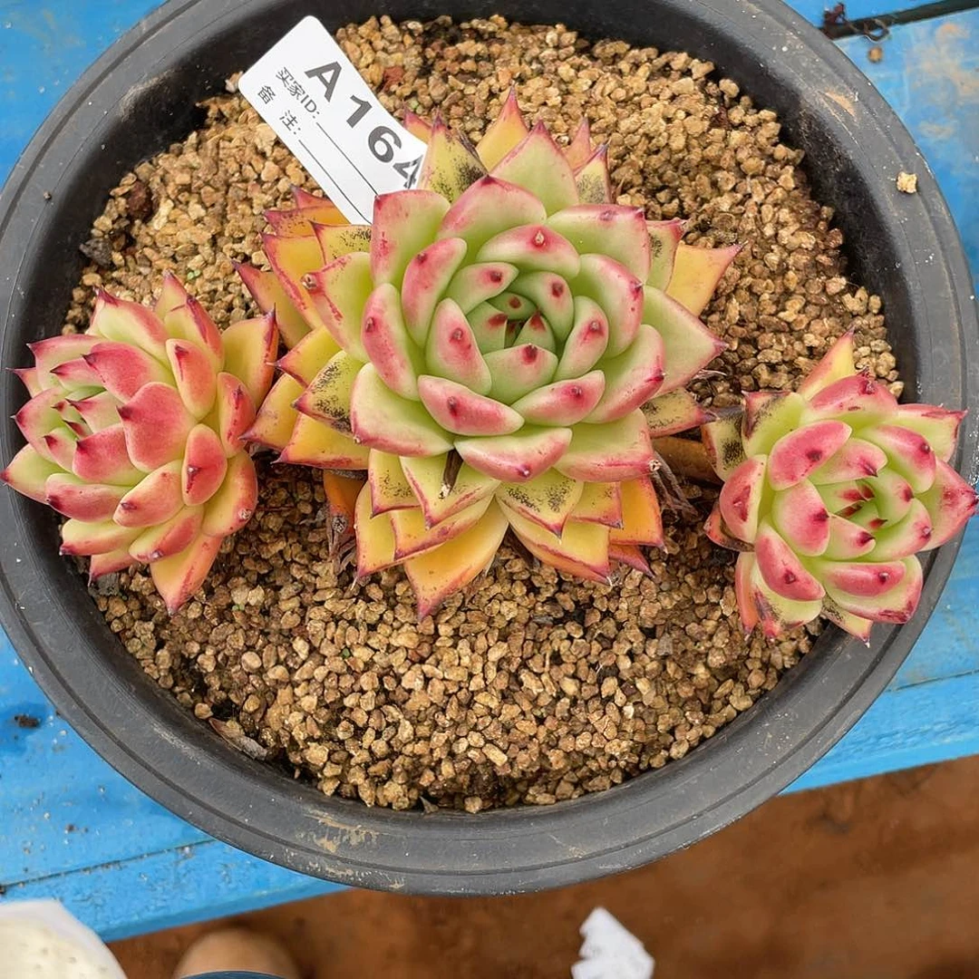 若如东云单拍A164