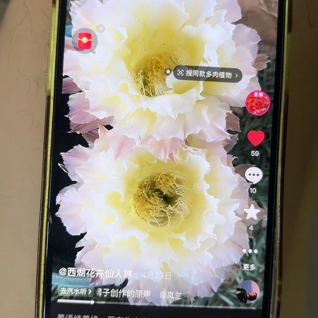 白可可彩20包邮仙人球