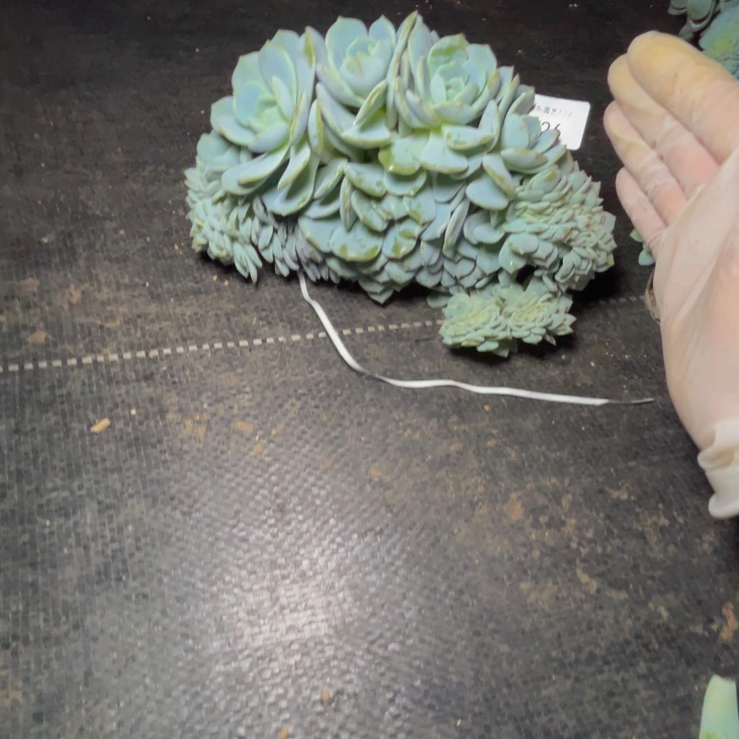 艳***️y26劳林缀化呀呀呀呀呀