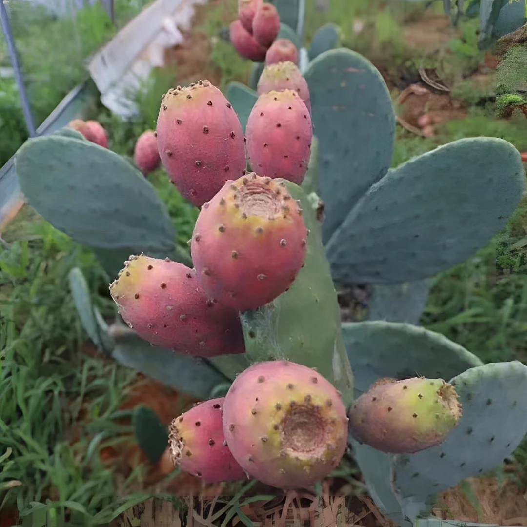【云钻】正宗大红果仙人掌可种植食用开花结果多肉盆栽