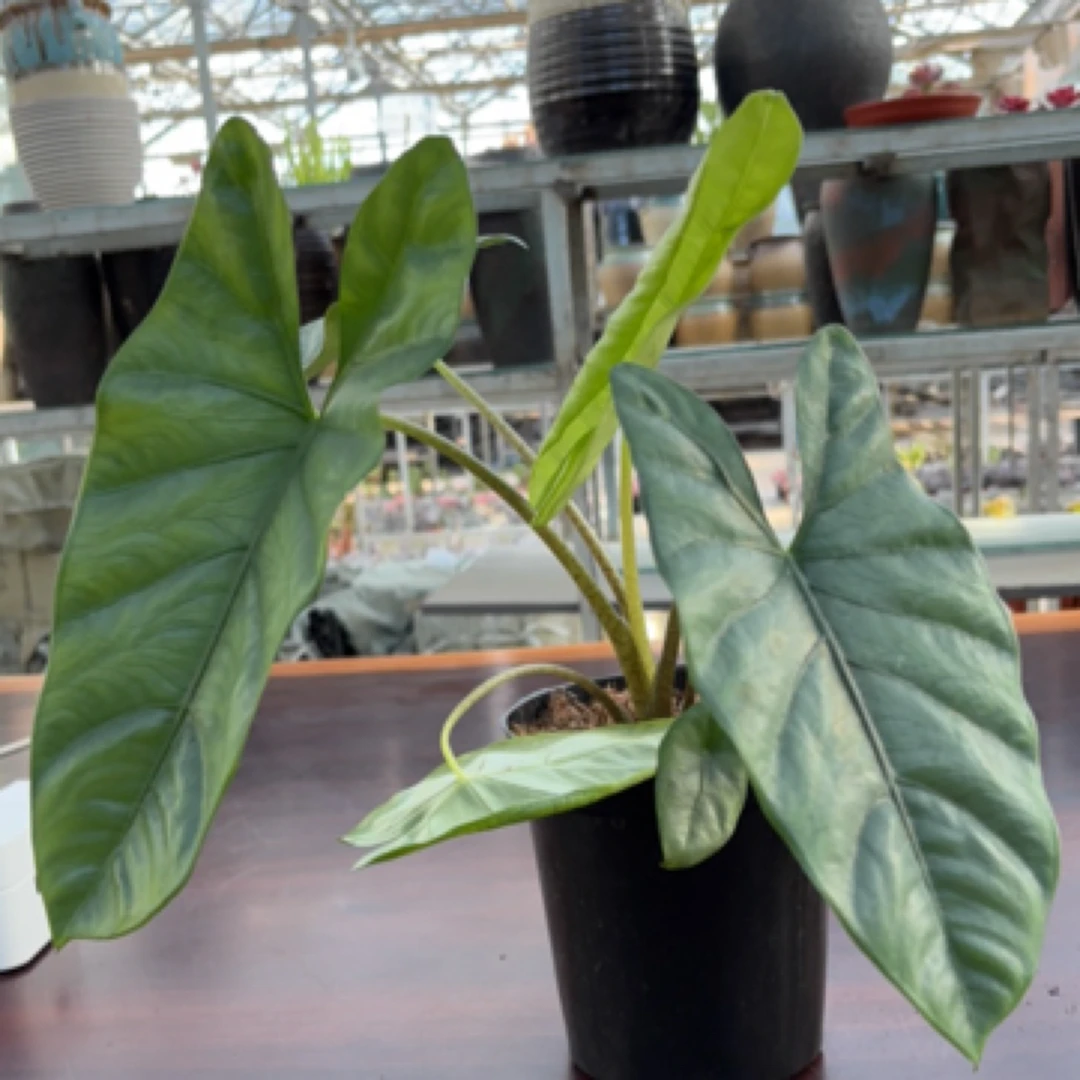 银叶海芋深邃蓝调叶片适合室内阳台的生活植物