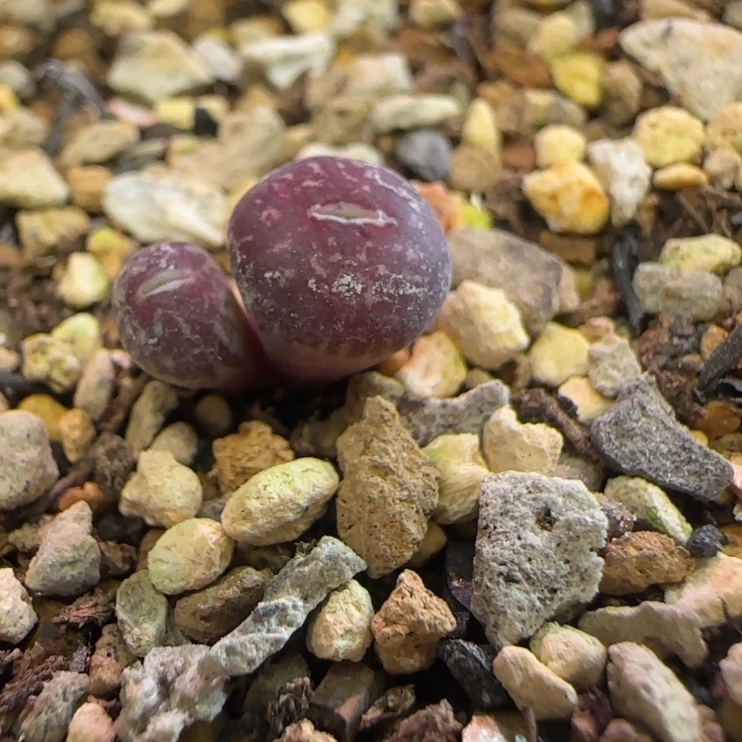 墨小锥多肉植物一颗