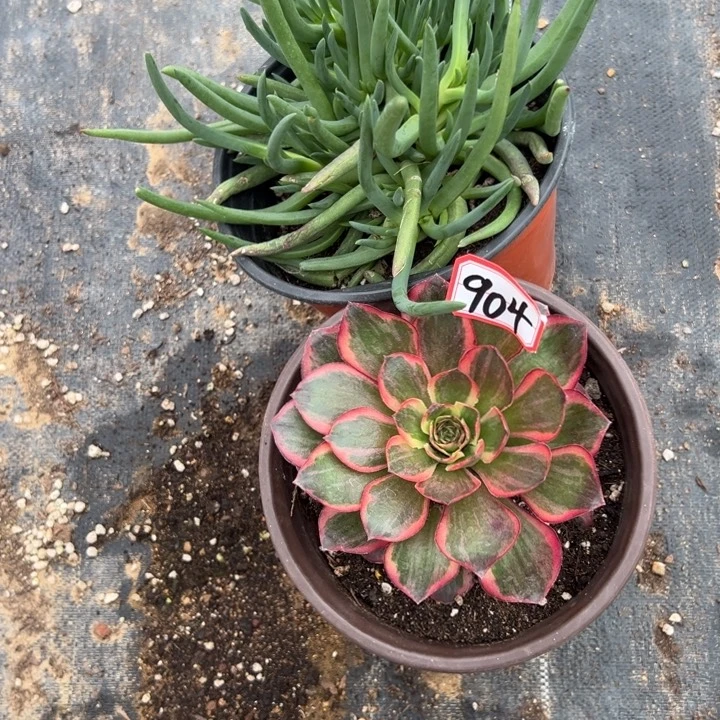 小***虫多肉植物904不售后