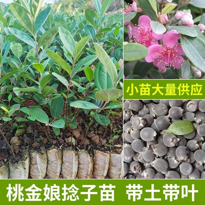 桃金娘树苗山捻子树苗基地直销盆栽阳台庭院种植耐寒南方种植