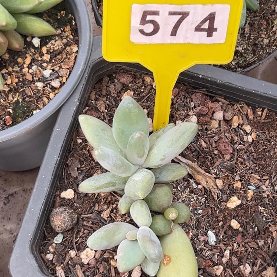 多肉植物企鹅群574