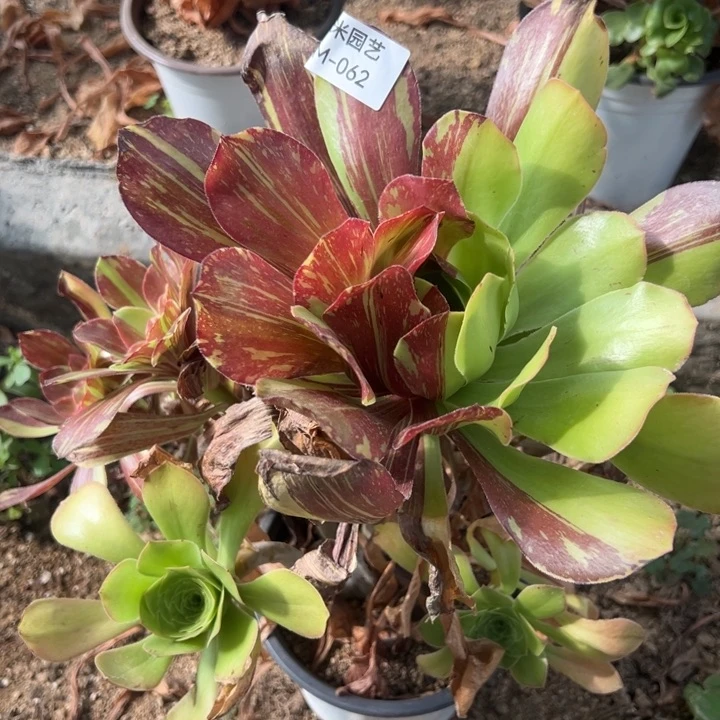 花斑鹿多肉植物062