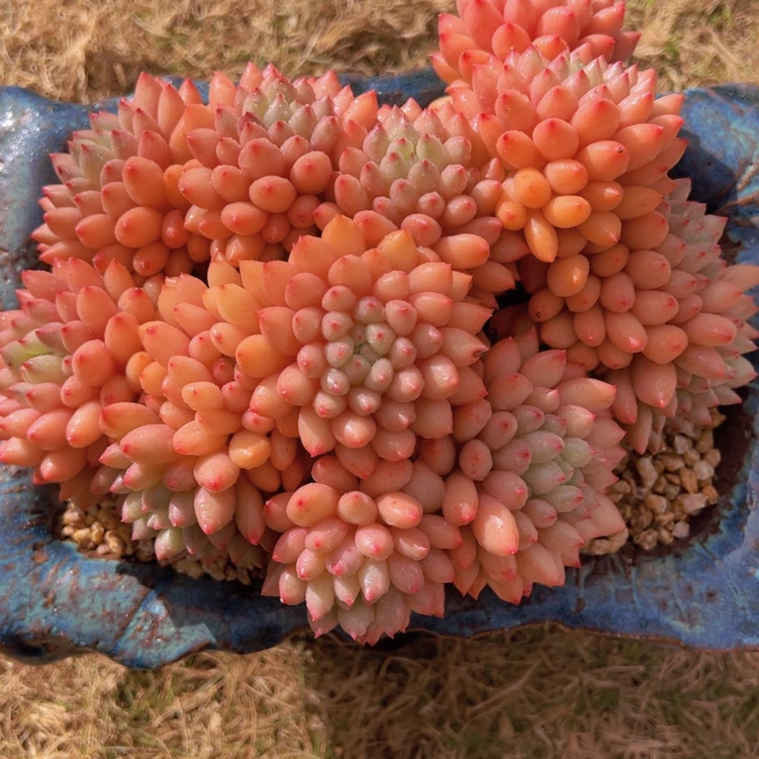 小***特一物一拍多肉植物