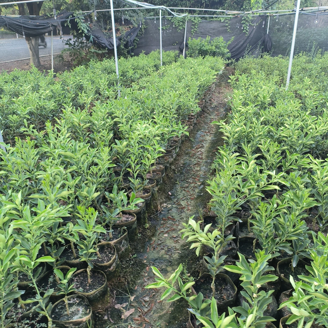 专用花园植物盆景一物一拍