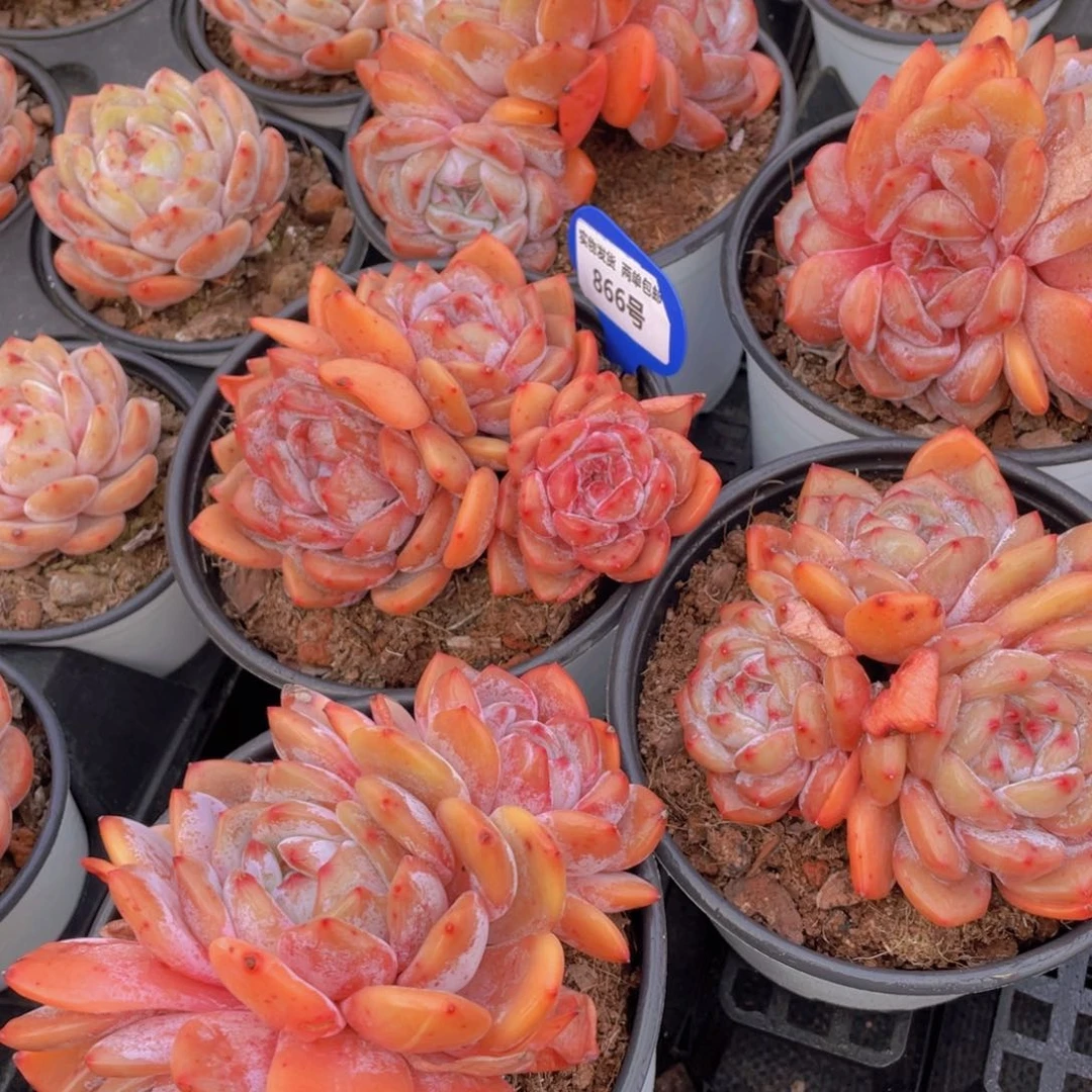 866号 全状态母本石榴籽梦露大三头起一个