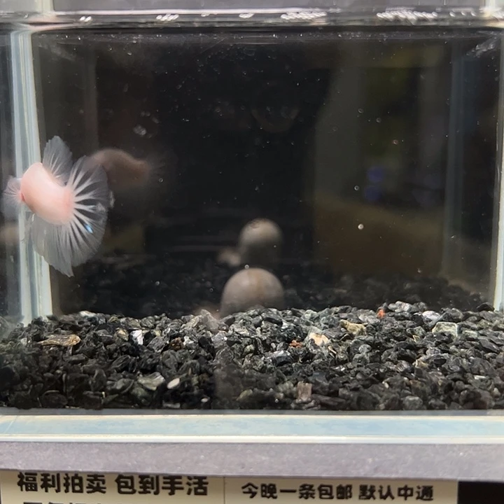 斗鱼竞拍跑单拉黑9日67@