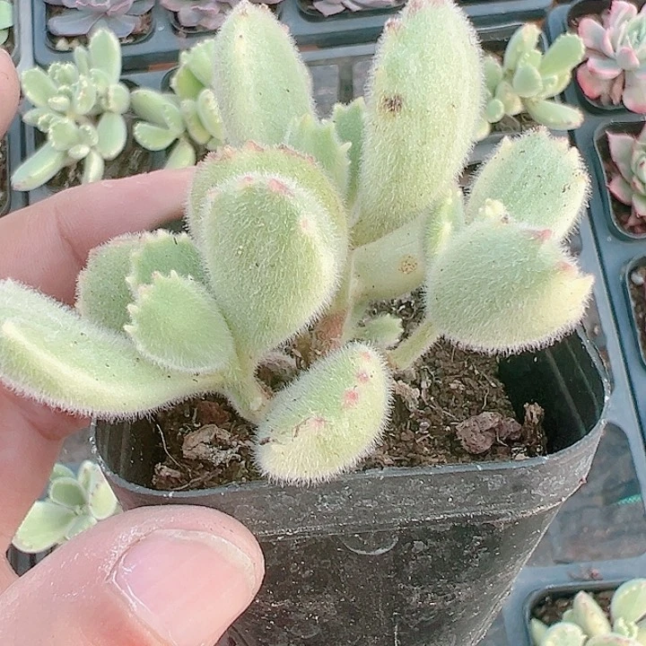 熊童子精品多肉植物大战