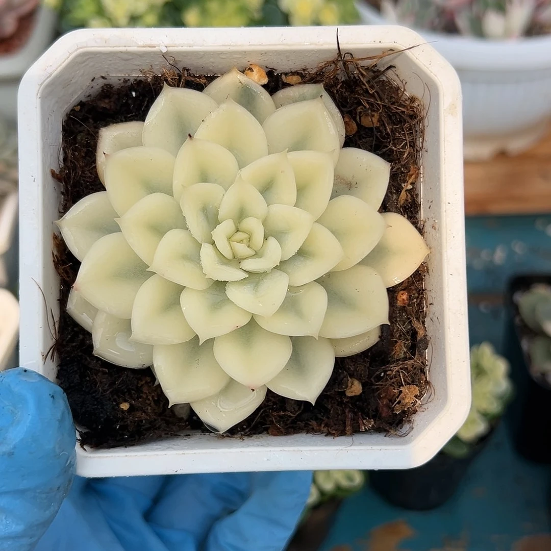 月亮仙子宽锦，多肉植物