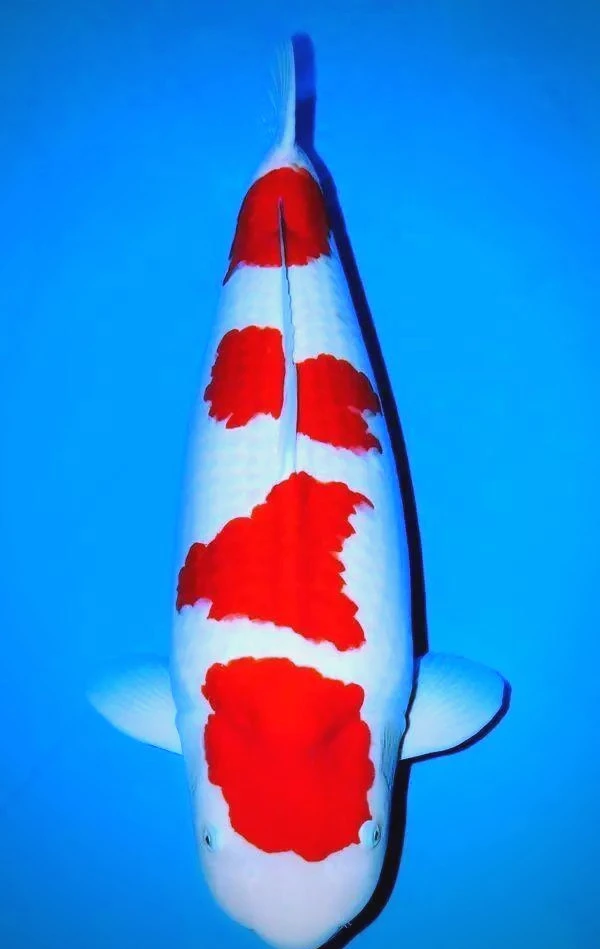 郭斌太原系红白单顶（可挑选3条）