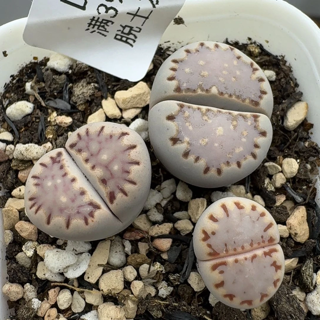 966多肉哈哈哈哈哈哈哈哈