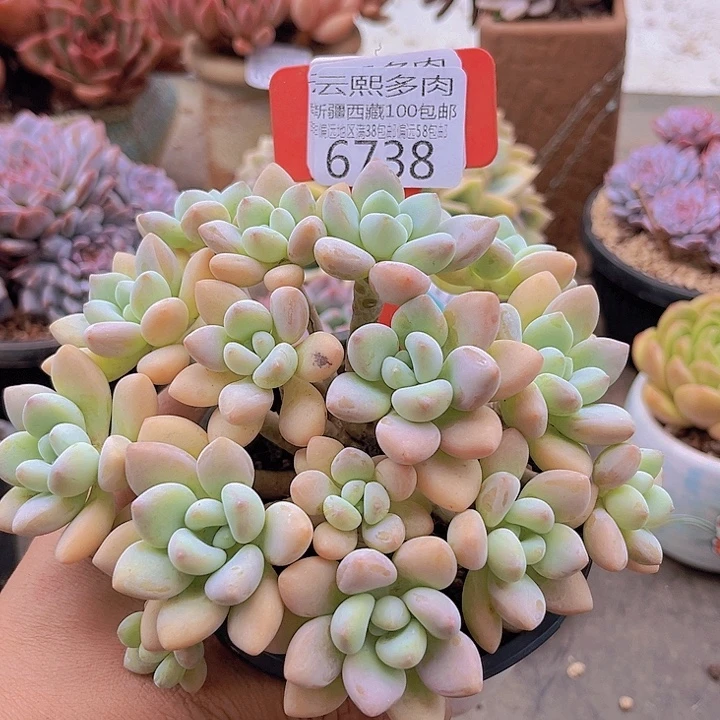 6738香水洛神。
