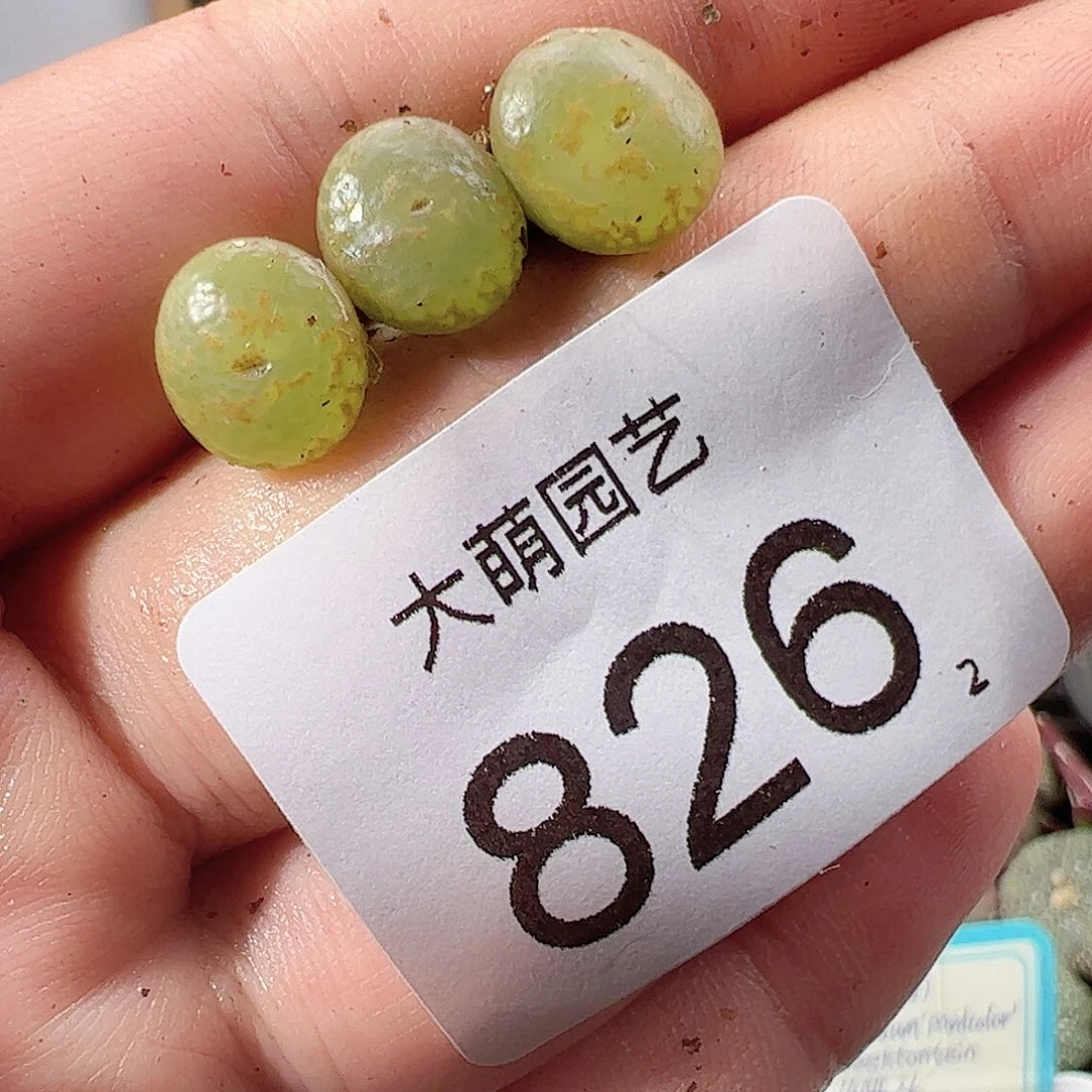 0000826量拍以下1颗