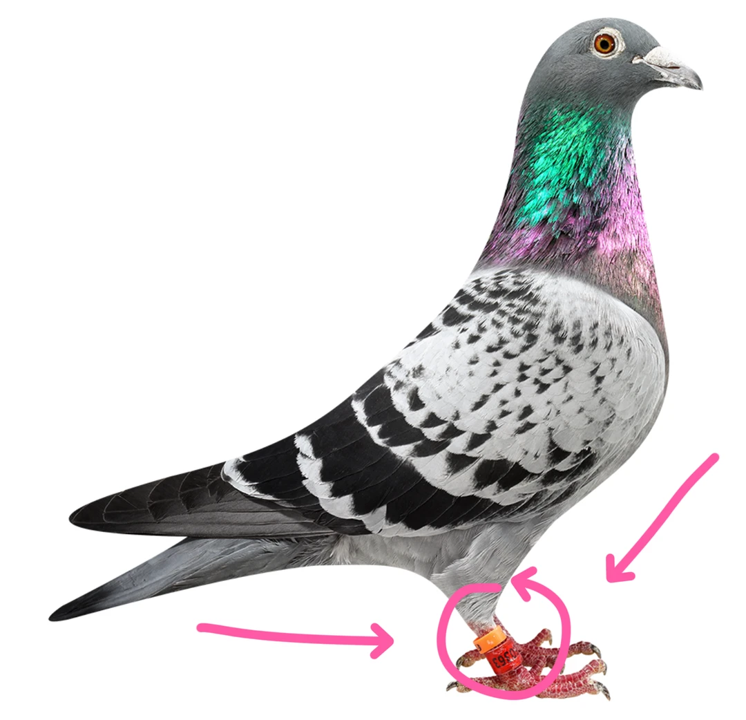 信鸽足环鸽子用品配件成绩鸽种鸽赛鸽精品血统鸽