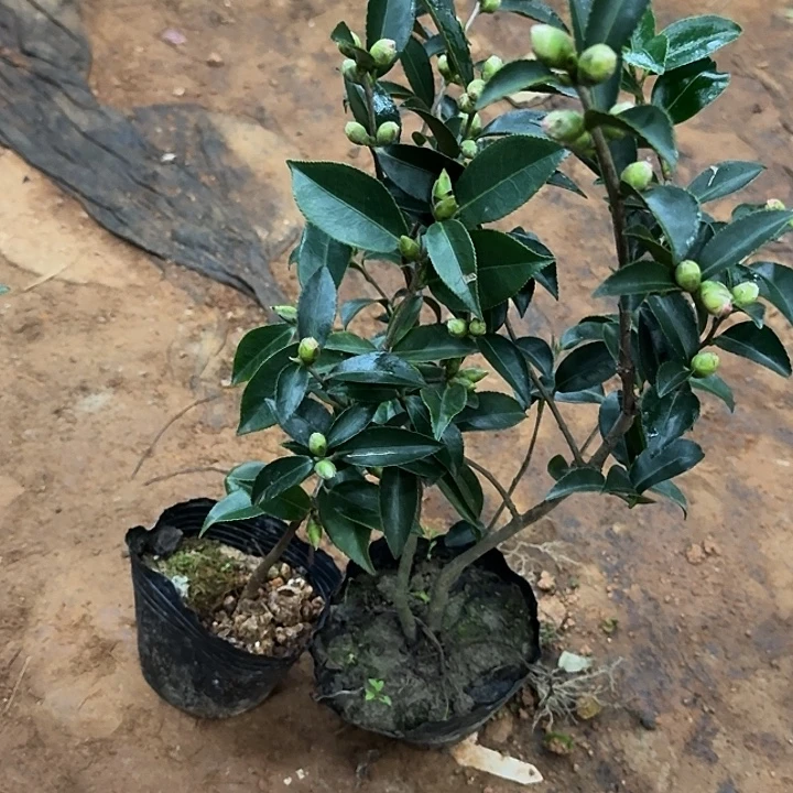 完全开放粉乙女梦茶梅