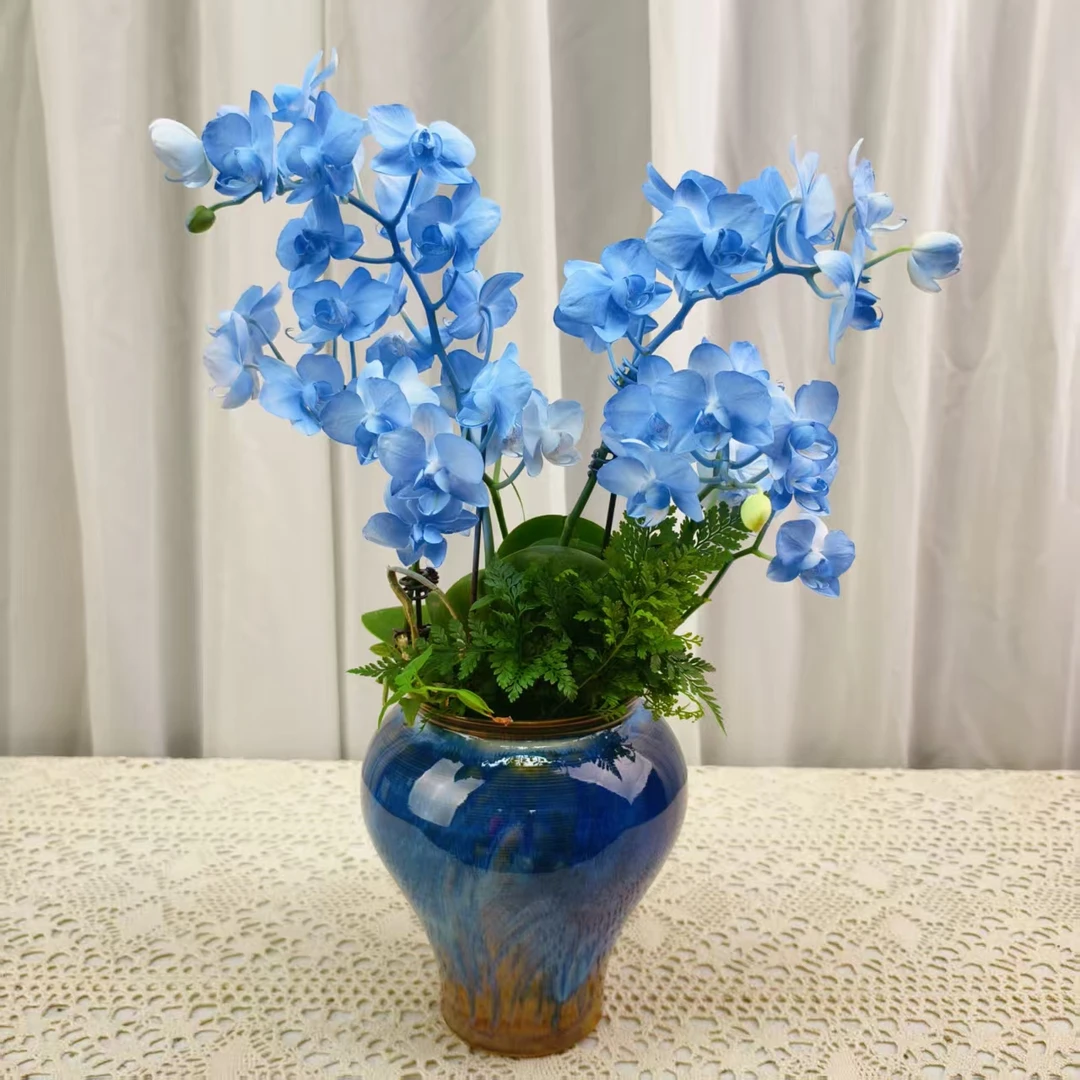 桦艺优选【蓝色妖姬】喷染蝴蝶兰绿植花卉艺术高级盆栽植株很好养