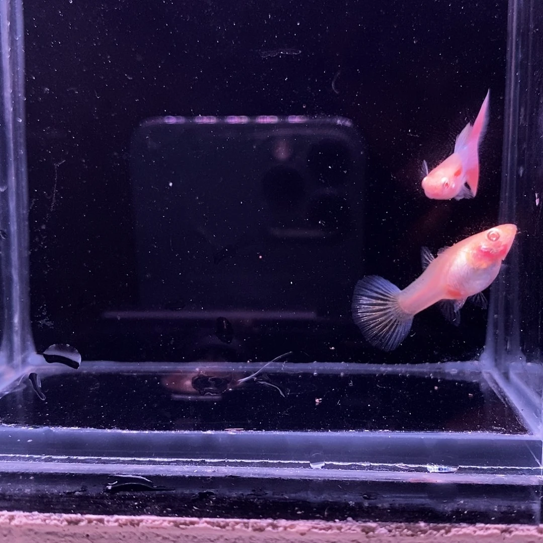 孔雀鱼彩虹天使一对