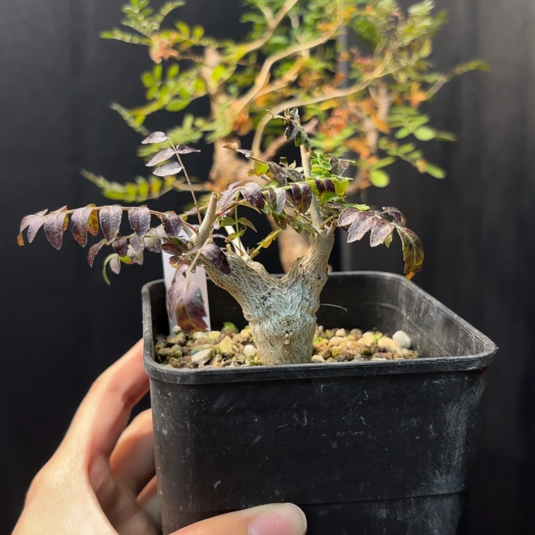 木 尼勒达乳香福利