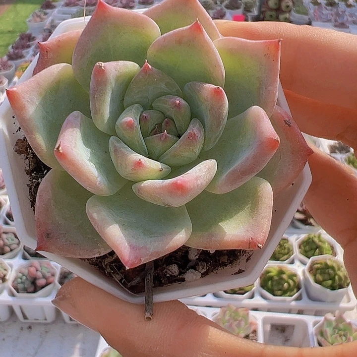 白蜡糖带盆19包邮