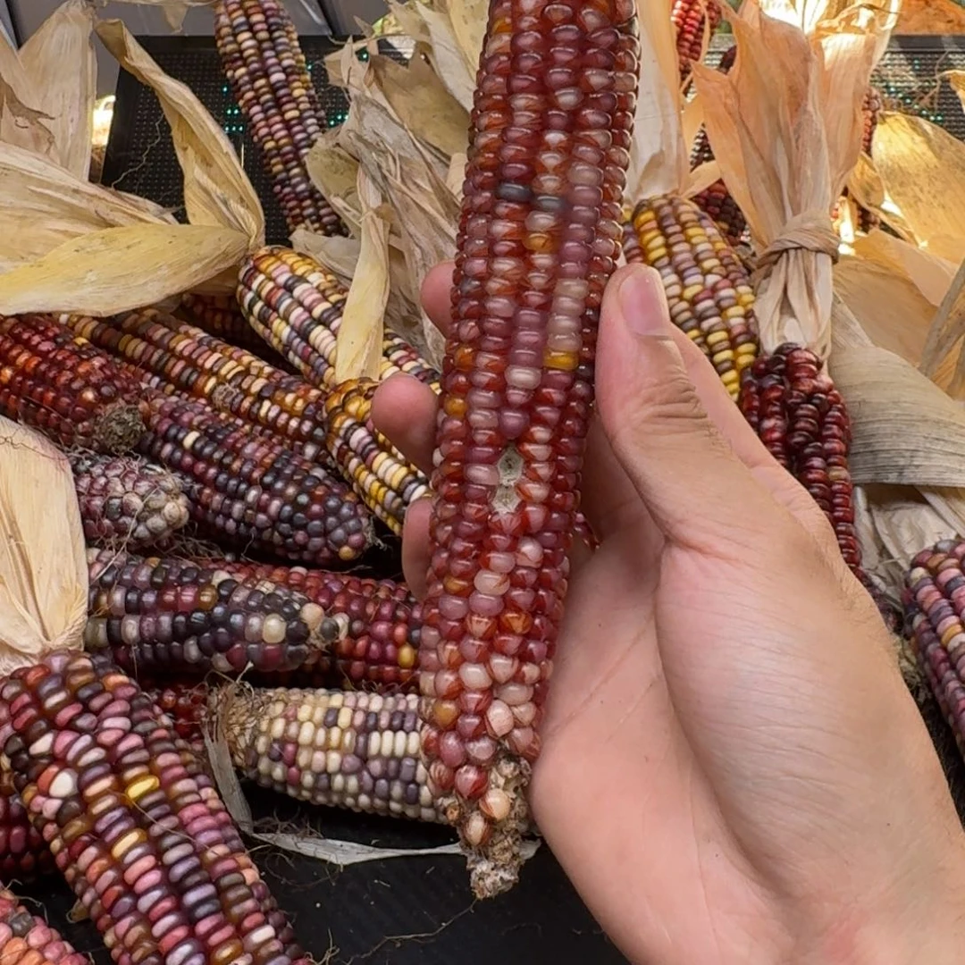 米***夏柏香籽/百香籽吊坠