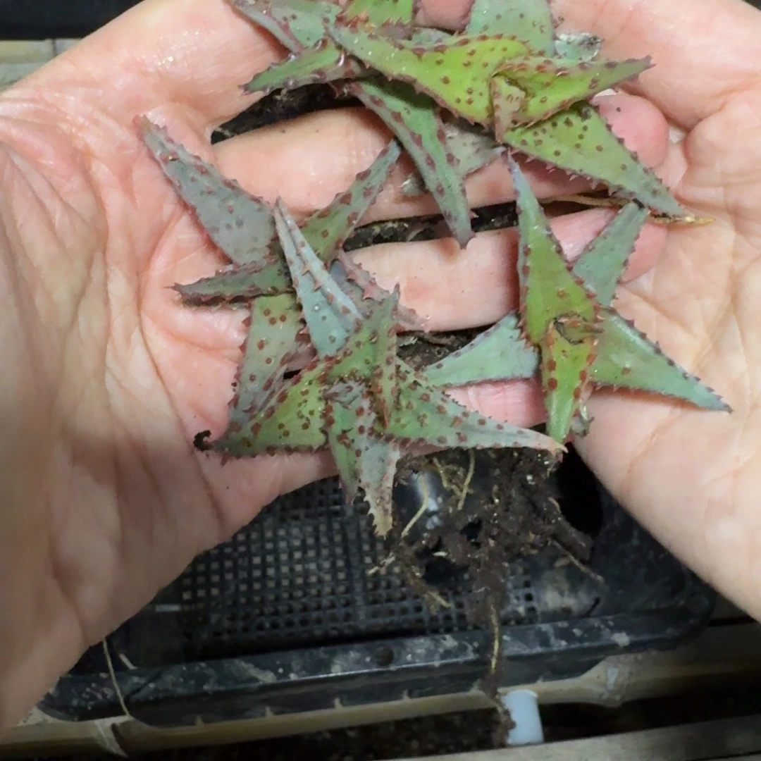 卡萨帝芦荟量拍多肉植物