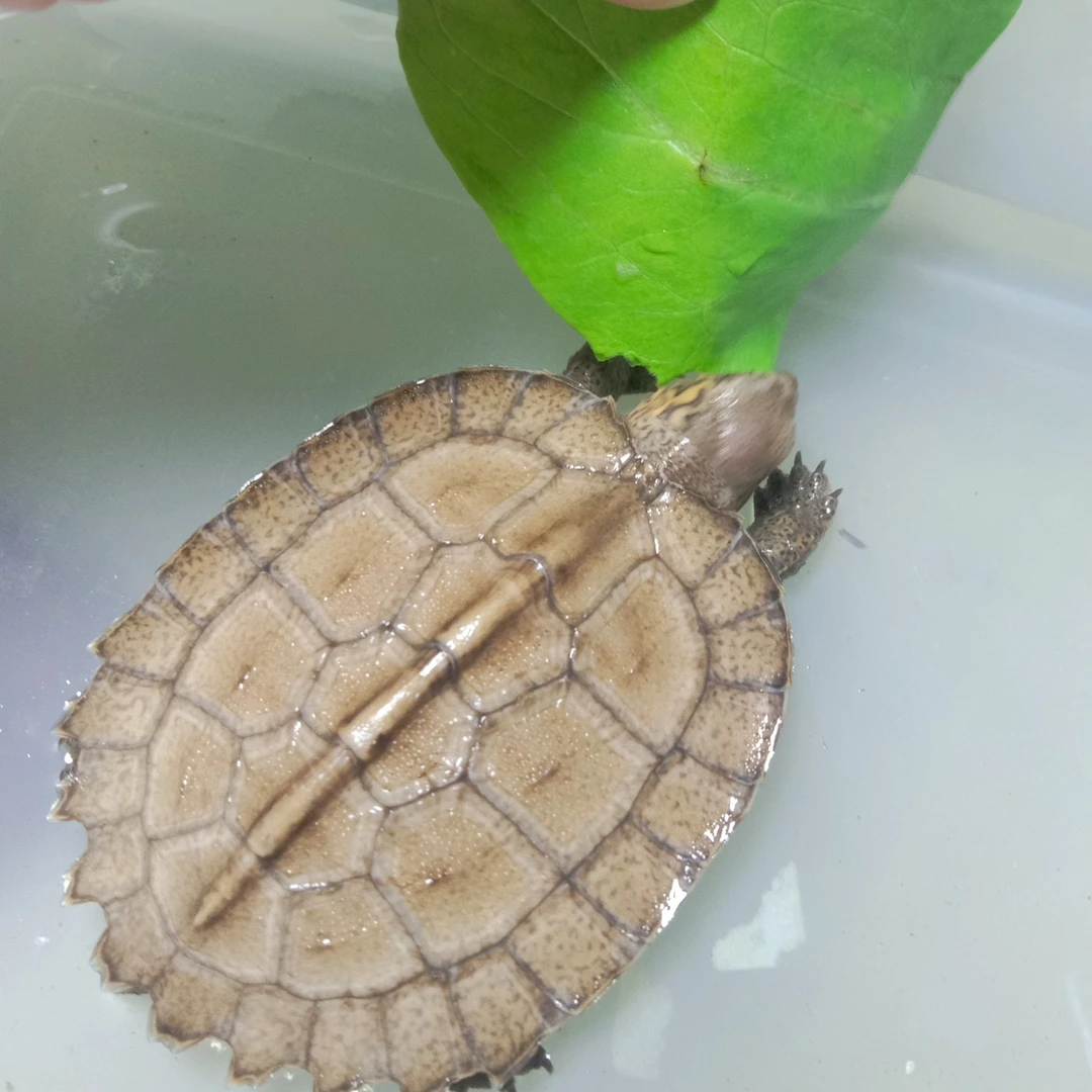 鑫鑫龟业亚洲巨龟半水龟吃菜龟