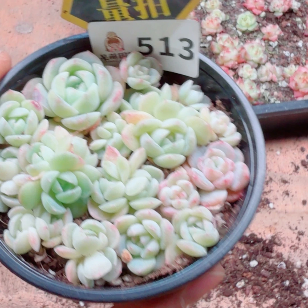 多肉植物多肉植物