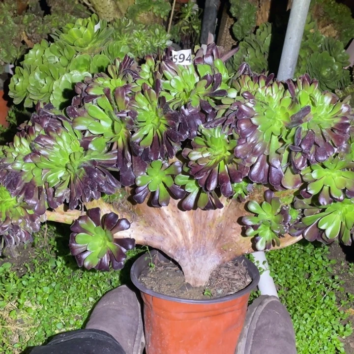 594号欧紫缀50厘米左右欧紫缀