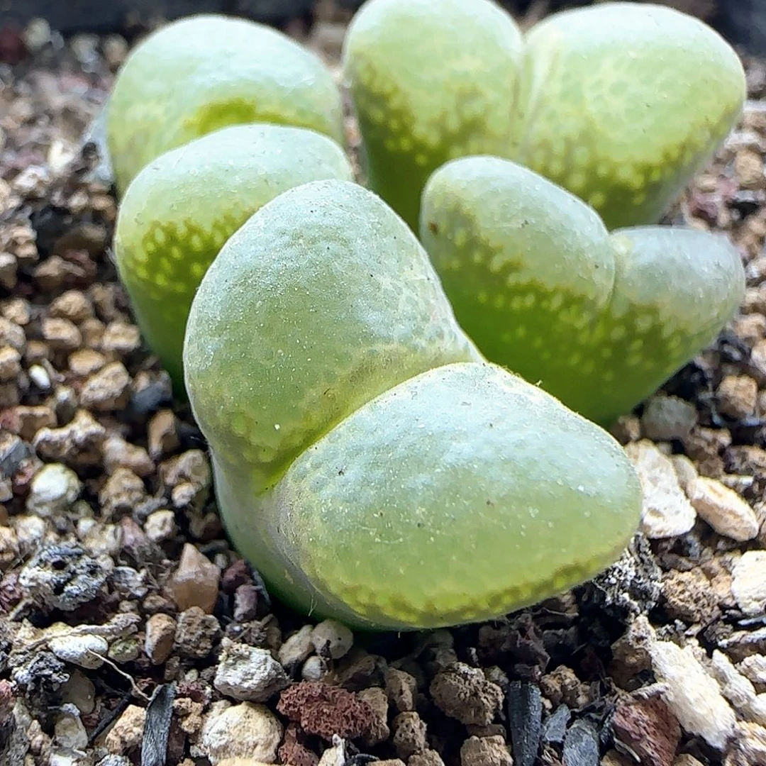 开播福利来啦43822