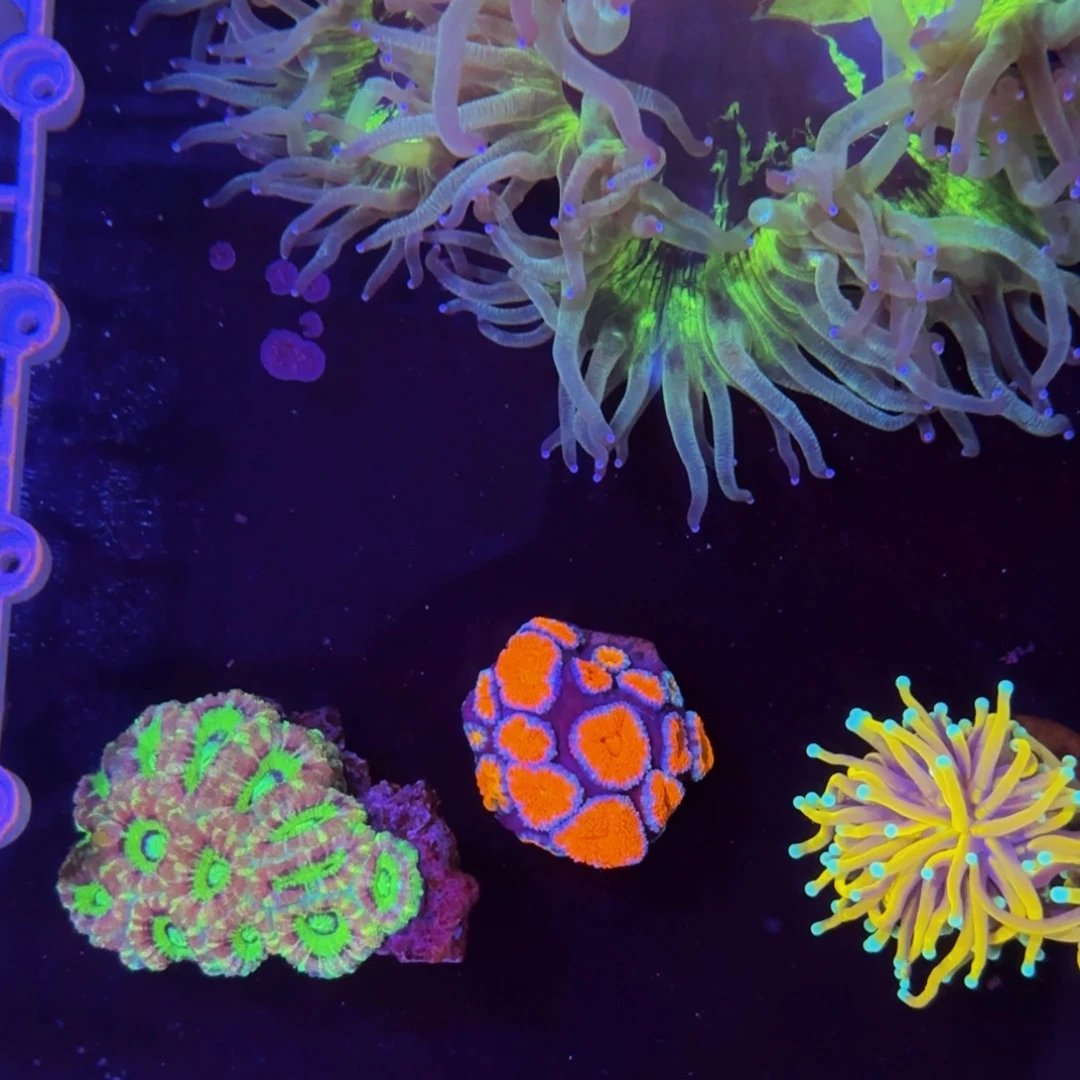 万鱼来朝海水观赏