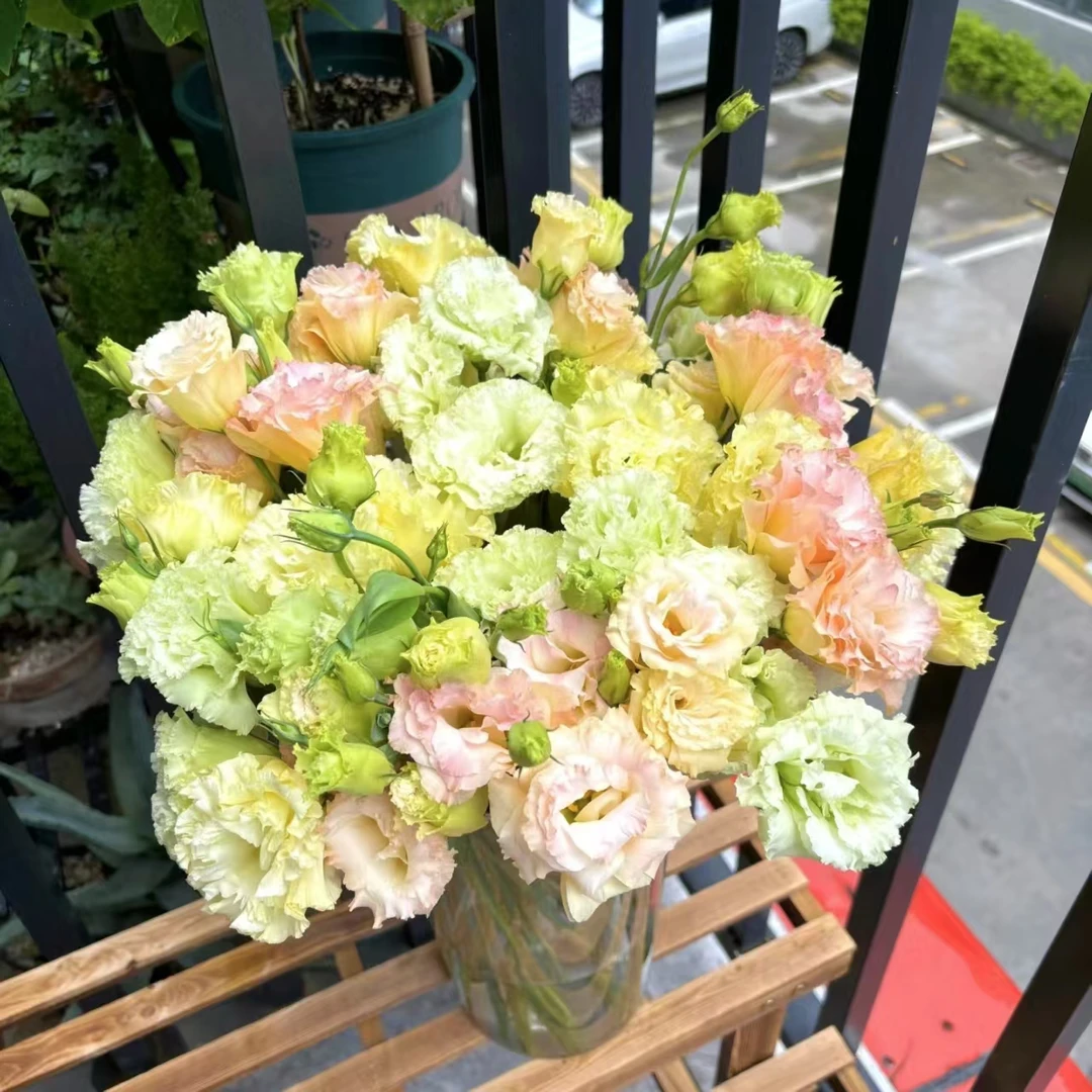 1大扎混色洋桔梗600g（2-4个色)脱水会掉秤（两单发顺丰或京东快递）