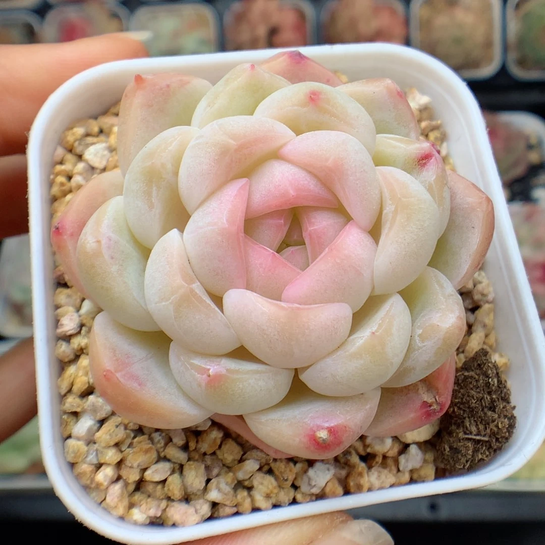 多肉植物。 糖心18