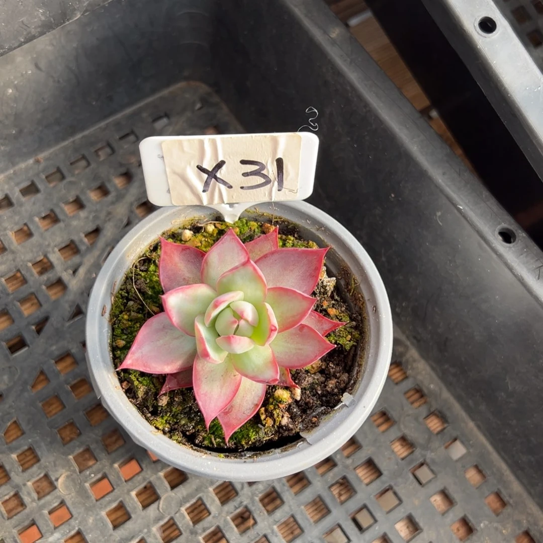 一****＂X31惊鸿单头多肉