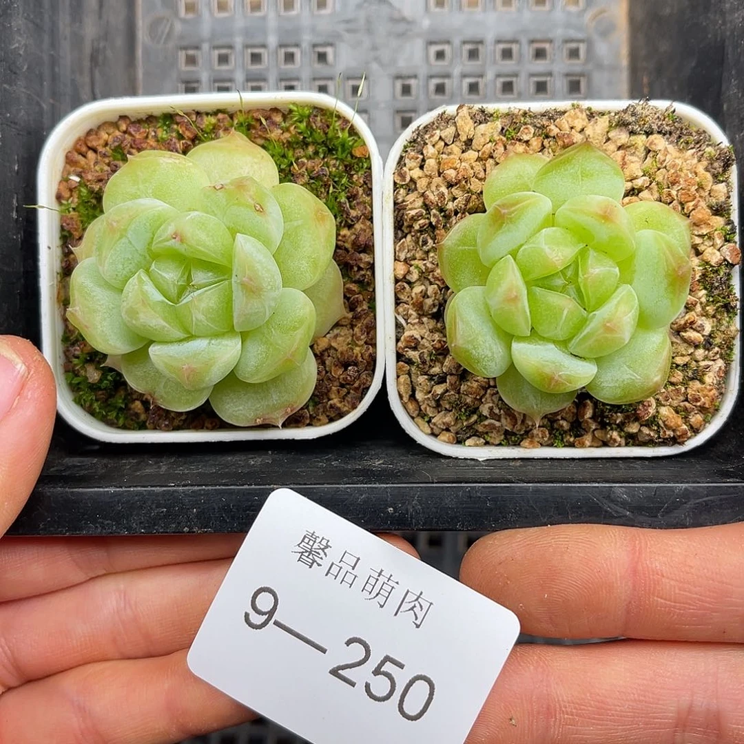 多肉一物一拍9-250