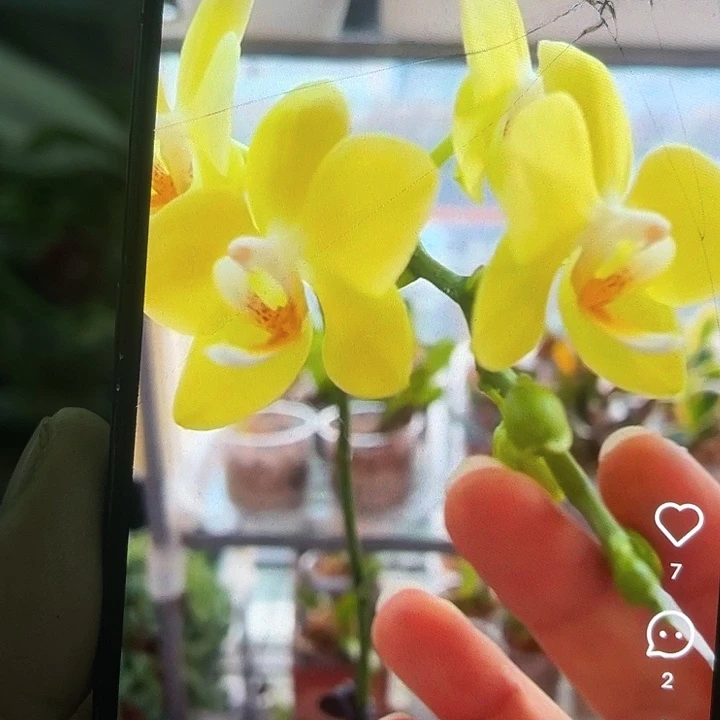 当前无花栽培后可以开花青睐带剑